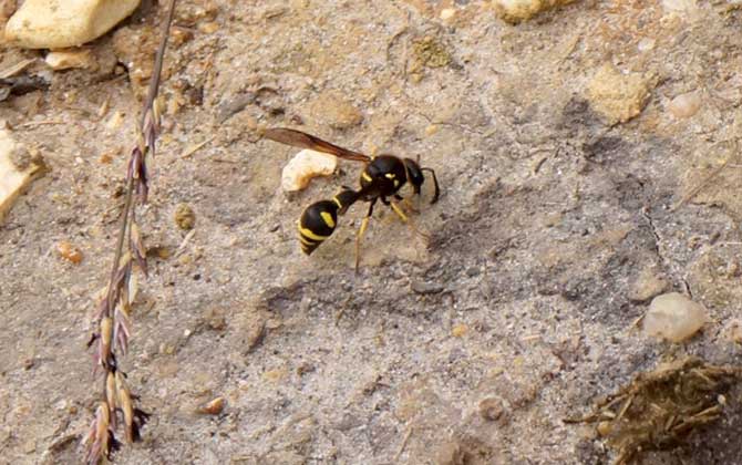 養蜂怎么防止天敵胡蜂? 胡蜂