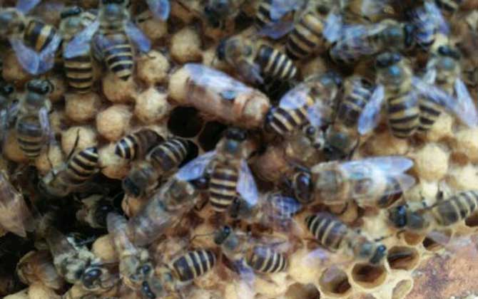 蜜蜂里有黑蜂怎么處理? 黑蜂怎么處理