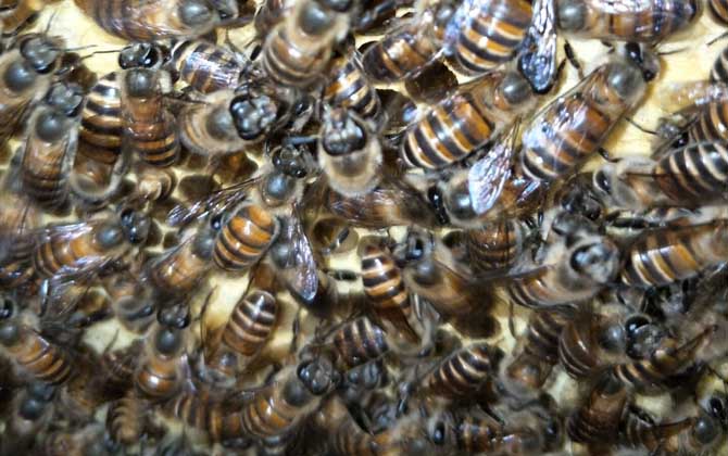 蜜蜂春繁技術(shù)及注意事項(xiàng) 蜜蜂春繁