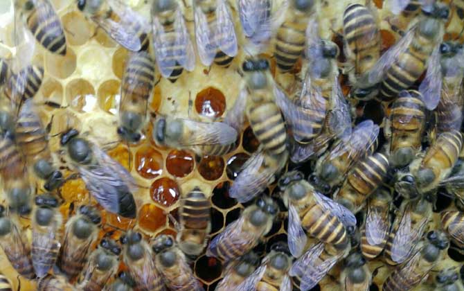 蜜蜂春繁技術(shù)及注意事項(xiàng) 蜜蜂春繁