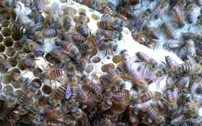 蜜蜂春繁技術(shù)及注意事項(xiàng) 蜜蜂春繁
