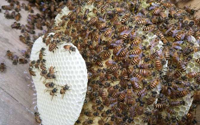 蜜蜂春繁技術(shù)及注意事項(xiàng) 蜜蜂春繁