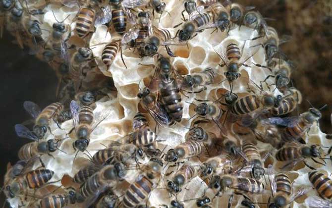 蜜蜂春繁技術(shù)及注意事項(xiàng) 蜜蜂春繁