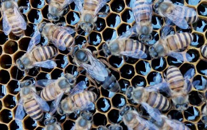 新手養(yǎng)什么蜂比較好? 養(yǎng)蜂
