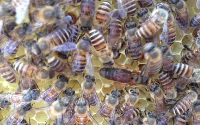 新手養(yǎng)什么蜂比較好? 養(yǎng)蜂