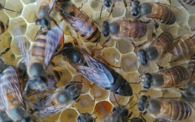 新手怎么給蜂群介入蜂王? 介王