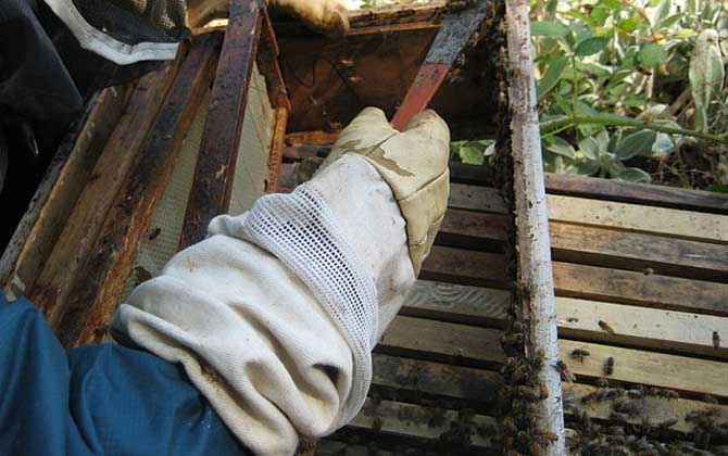 蜂膠的功效與作用及食用方法 蜂膠