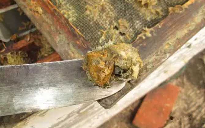 吃蜂膠的好處與禁忌 蜂膠