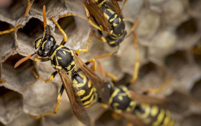 蜂房的功效與作用及禁忌 蜂房