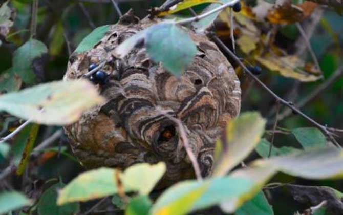 人頭蜂窩的藥用價值有哪些? 人頭蜂窩
