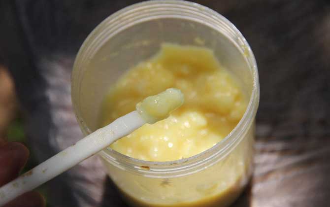 男人吃蜂王漿有什么副作用? 蜂王漿
