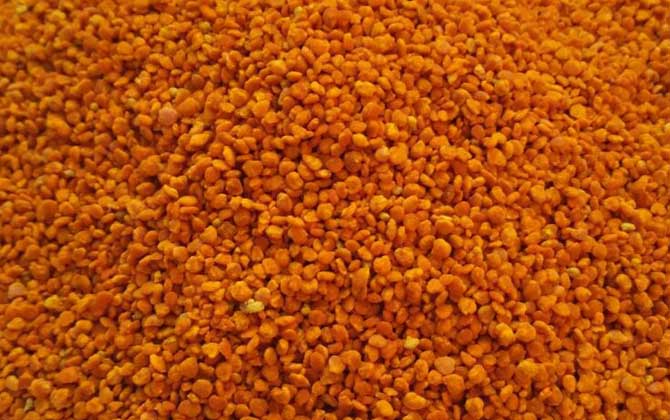 茶花粉和菜花粉哪個好? 茶花粉