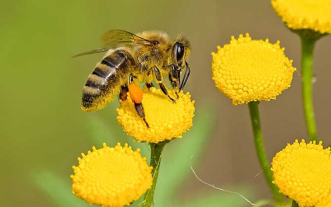 最新蜂毒價(jià)格多少錢一克? 蜂毒