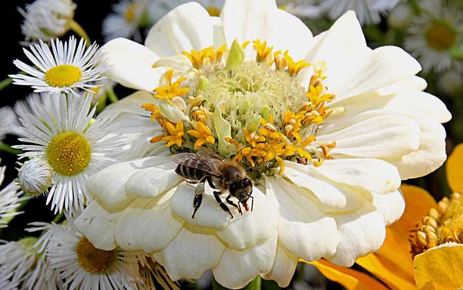 最新蜂毒價(jià)格多少錢一克? 蜂毒