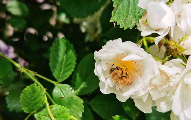 蜂毒對腎的副作用有哪些? 蜂毒