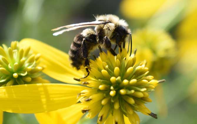 蜂毒的作用與功效及禁忌人群 蜜蜂