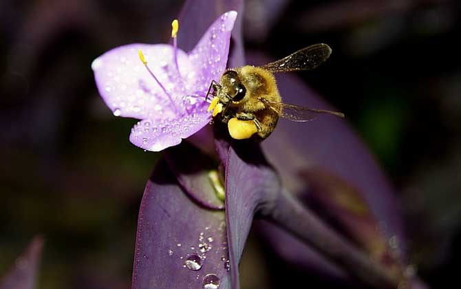 蜂毒的作用與功效及禁忌人群 蜜蜂