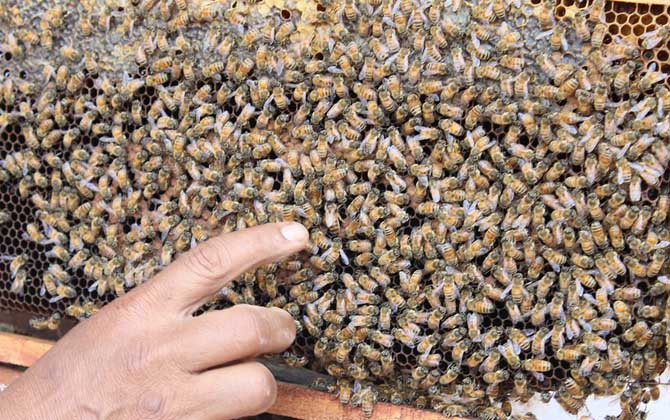 蜂王為什么不產(chǎn)卵? 蜂王不產(chǎn)卵