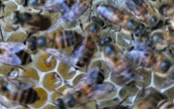 急造王臺要具備哪些條件? 急造王臺