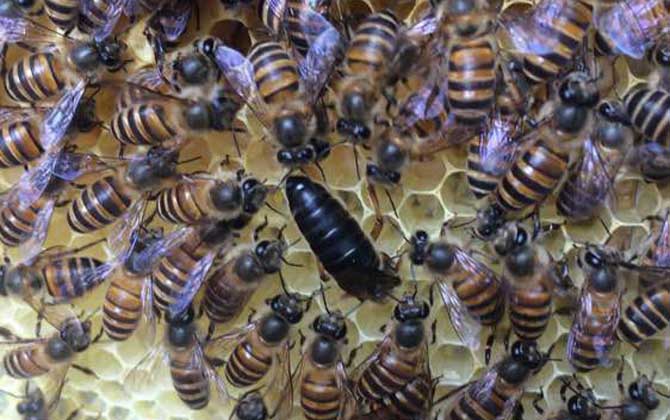蜂王的壽命有多長? 蜂王
