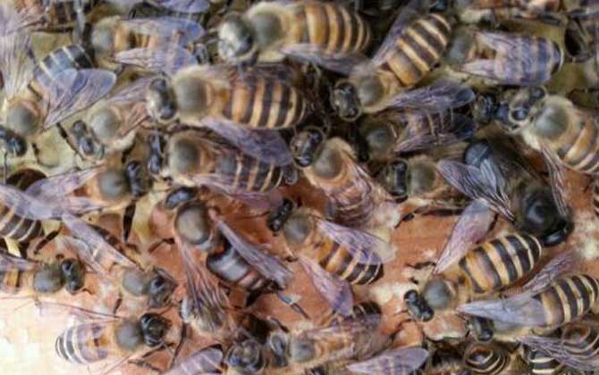 蜂王、工蜂、雄蜂的區(qū)別 工蜂