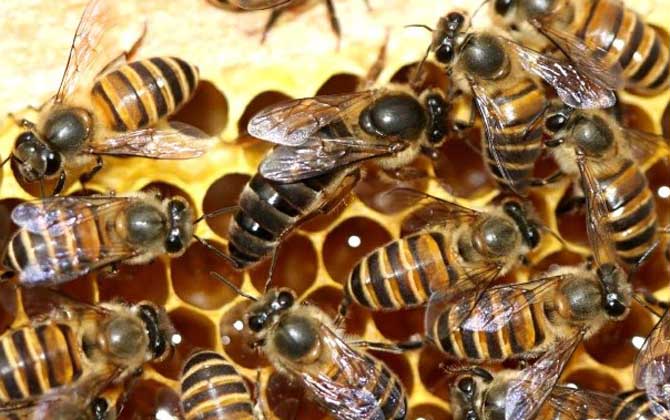 蜂王在王籠中最長(zhǎng)能囚多久? 蜂王