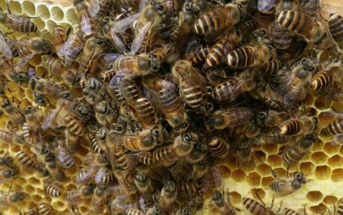 急造王臺的幼蟲哪來的? 急造王臺