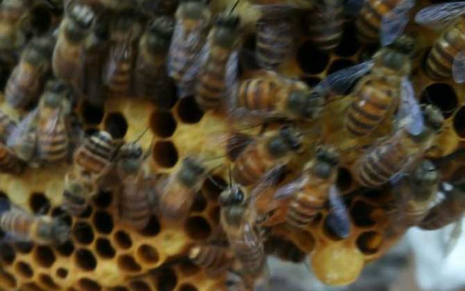 急造王臺的幼蟲哪來的? 急造王臺