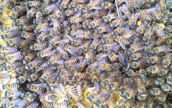 蜂群沒有蜂王會怎么樣? 蜂王