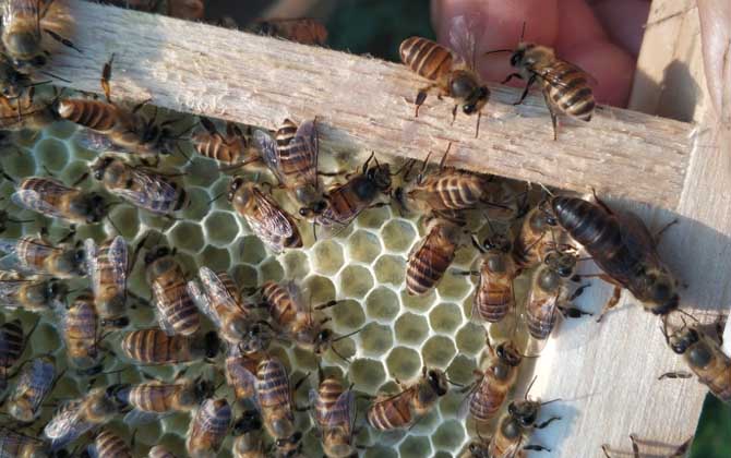 蜂群沒有蜂王會怎么樣? 蜂王