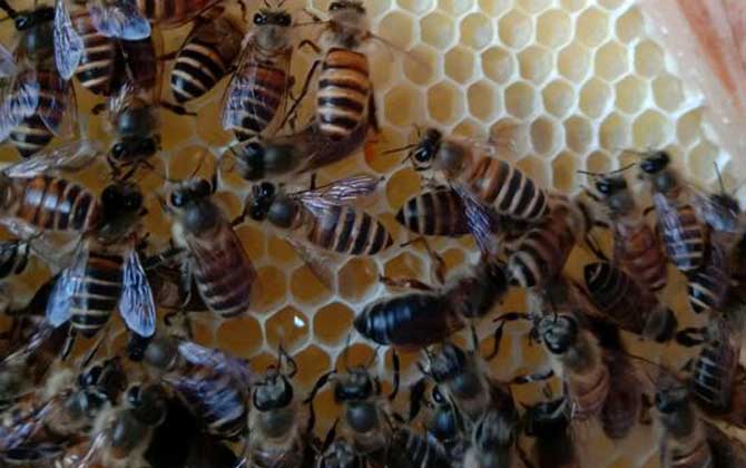 100只工蜂能養活蜂王嗎? 蜜蜂