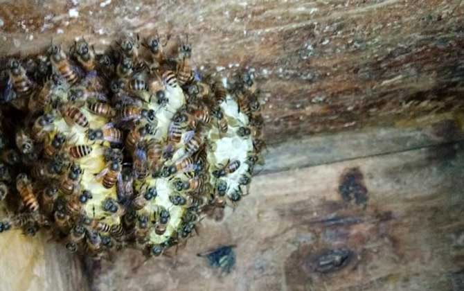 100只工蜂能養活蜂王嗎? 蜜蜂