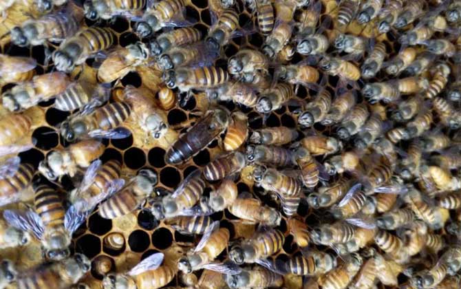 新蜂王沒有雄蜂怎么辦? 蜂王