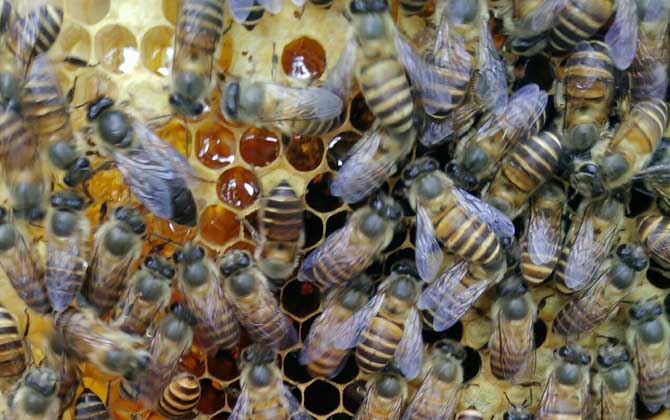 處女蜂王怎么處理才好? 蜂王