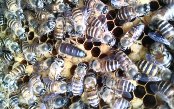處女蜂王怎么處理才好? 蜂王