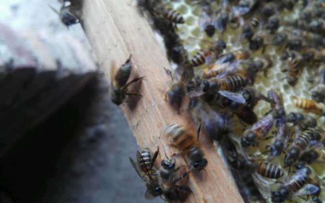 蜂王和蜂后有什么區別? 蜂王