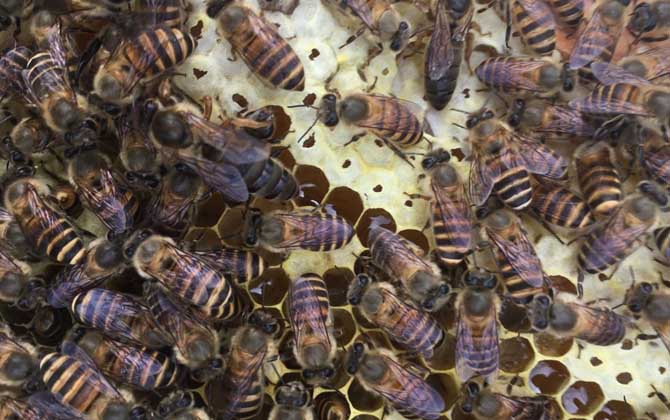 如何判斷蜂王交尾成功? 蜂王