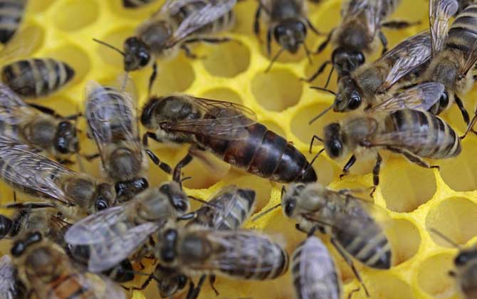 蜂王一般多少錢一只? 蜂王