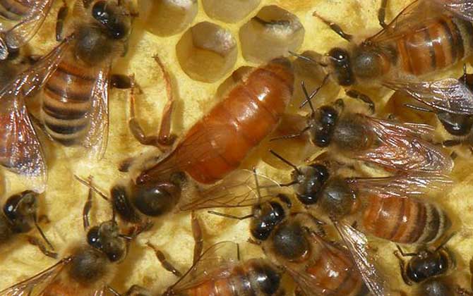 網上買的蜂王怎么介入蜂群? 介王