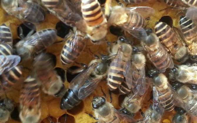 蜂王剪翅膀還能長出來嗎? 蜂王