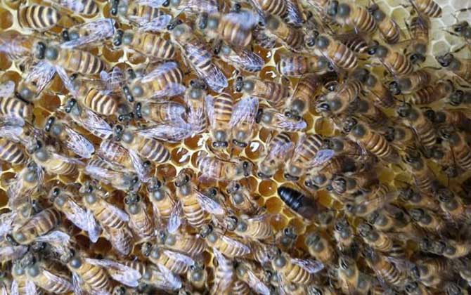 蜂王剪翅膀還可以交尾嗎? 蜂王