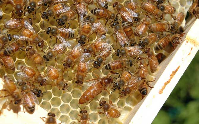 蜂王剪翅膀還會分蜂嗎? 蜂王