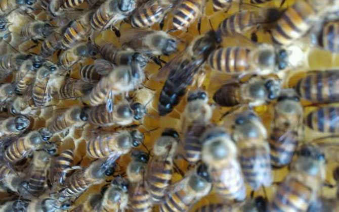 蜂王剪翅膀的好處有哪些? 蜂王