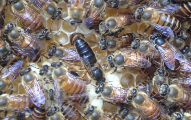 蜂王剪翅膀的好處有哪些? 蜂王