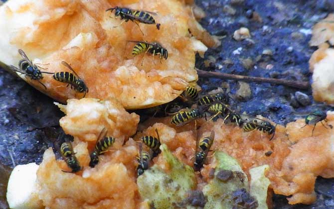 馬蜂和蜜蜂的區別 馬蜂