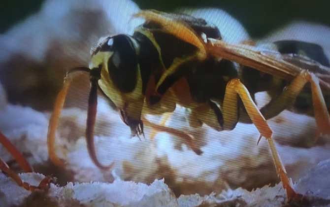 怎么才能徹底趕走馬蜂? 馬蜂