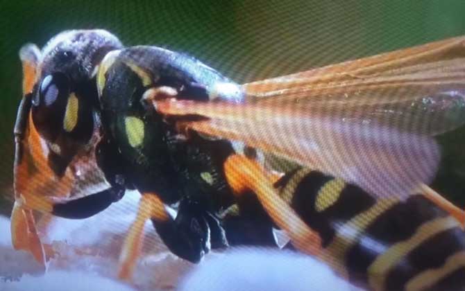 怎么才能徹底趕走馬蜂? 馬蜂