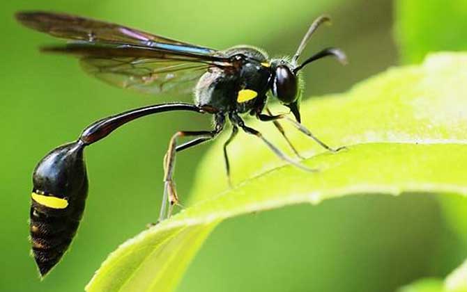 細腰蜂是益蟲還是害蟲? 細腰蜂