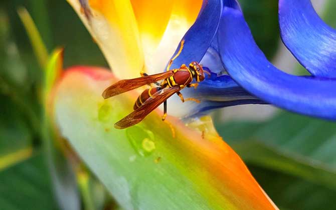 被馬蜂蟄后多久就安全了? 馬蜂