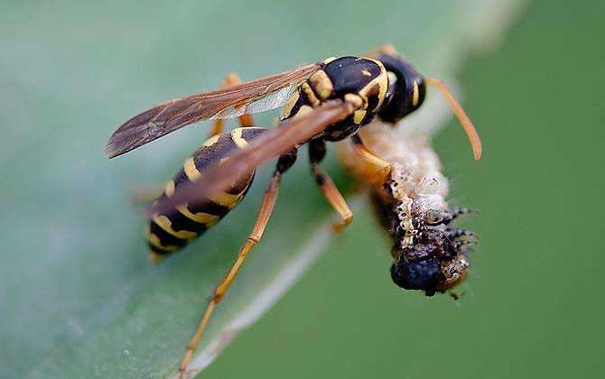北方黃胡蜂的毒性大不大? 北方黃胡蜂